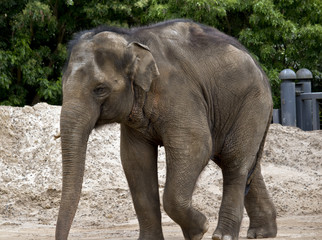 Obraz premium słoń