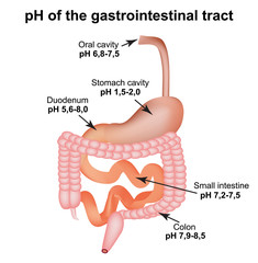 pH of the gastrointestinal tract. Esophagus, stomach, duodenum, small intestine, colon. Digestion. Infographics. Vector illustration on isolated background.