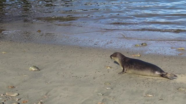 Big elephant seals around the beach in Point Reyes