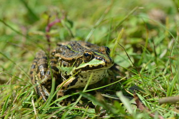 Teichfrosch