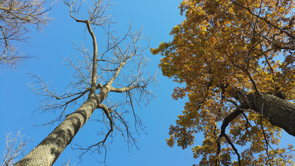 two_trees_dry_and_live