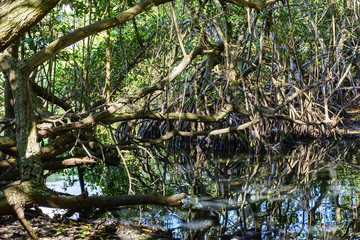 Dense and typical vegetation of the tropical mangroves where plants and water mix in a characteristic ecosystem