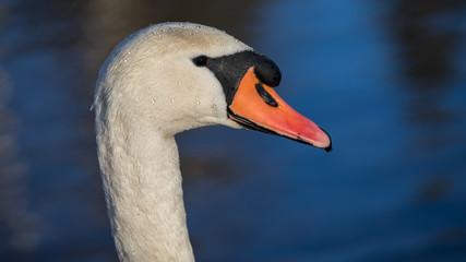 Fototapeta premium Schwan Portrait