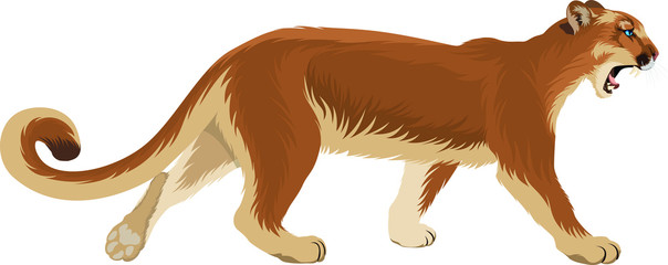 vector puma cougar (Puma concolor) or  mountain lion
