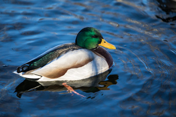 Ente im Wasser