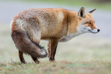 Red Fox in winter habitat