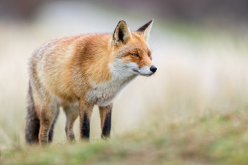 Naklejka na ściany i meble Red Fox in winter habitat