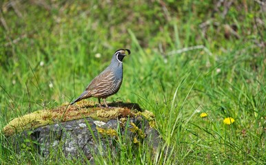 California quail perched on a rock watching you