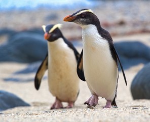 Fototapeta na wymiar Fiordland crested penguins on the coast of New Zealand