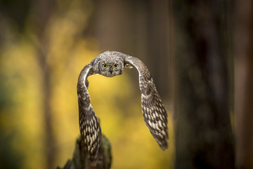 Bubo africanus