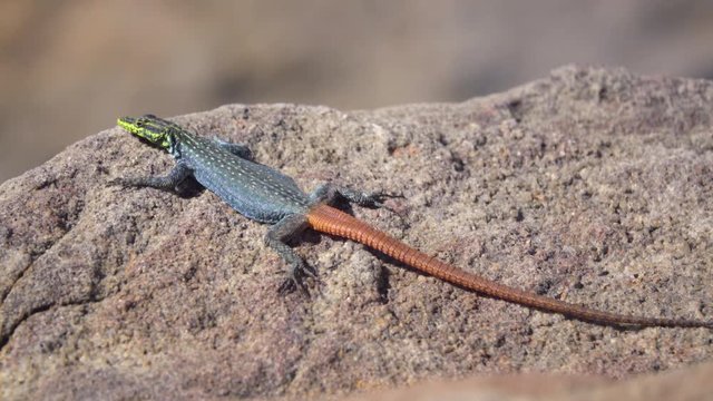 Rainbow colored Sekukhune flat lizard on a rock