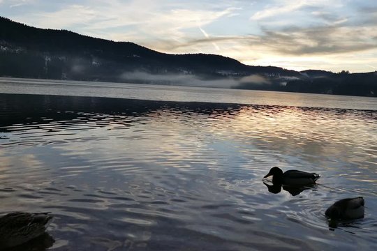 Enten vor Titiseepanorama