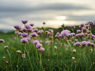 wild flower against sunset background,Northern Ireland
