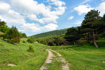 Dirt road leading into a forest
