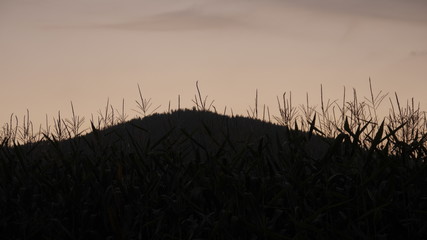 corn sunset 2