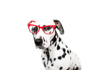 Student dog portrait in the glasses.  Isolated on white background