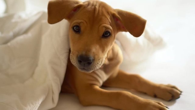 the little brown puppy lies on a white bed. The little puppy woke up recently and looks in the camera. The doggie yawns on the camera. Sleeping puppy awakes..
