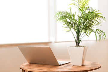 観葉植物とテーブル