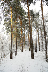 Winter, forest, snow. Snow-covered pine forest, trees in the snow, a beautiful winter landscape, nature.