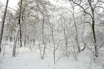 Winter, forest, snow. Snow-covered pine forest, trees in the snow, a beautiful winter landscape, nature.