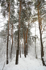 Winter, forest, snow. Snow-covered pine forest, trees in the snow, a beautiful winter landscape, nature.