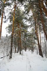 Winter, forest, snow. Snow-covered pine forest, trees in the snow, a beautiful winter landscape, nature.