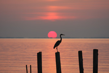 Heron perching on a piling at sunrise on the Chesapeake Bay in Chesapeake Beach, Calvert County, Maryland, USA. - obrazy, fototapety, plakaty