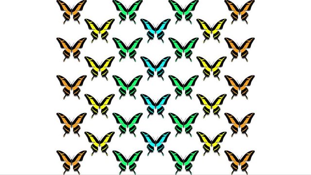 animation of multicolored butterflies on a white background