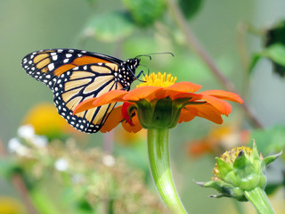 Toronto Lake Monarch Butterfly on Mexican Sunflower 2016