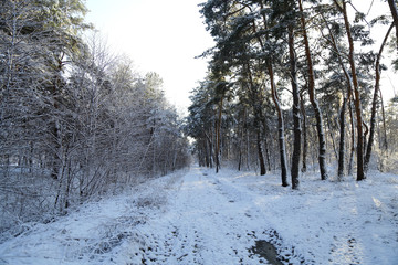 Winter, forest, snow. Snow-covered pine forest, trees in the snow, a beautiful winter landscape, nature.