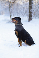 Beautiful Rottweiler dog in the snow in the forest, in a snowy forest.