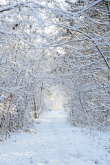 Winter, forest, snow. Snow-covered pine forest, trees in the snow, a beautiful winter landscape, nature.