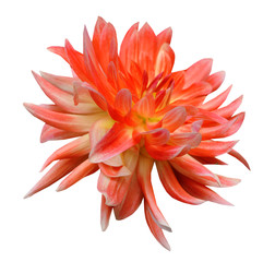 single pink with red and yellow dahlia