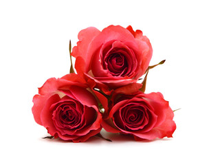 Single beautiful red rose isolated on white background