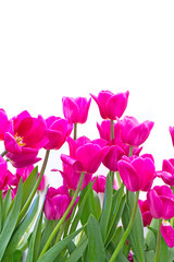 pink tulip on white background