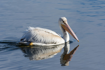 American White Pelican swimming in a clear blue lake.