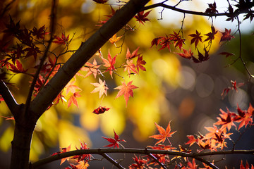 もみじ・淡い秋