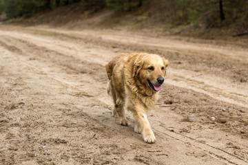 old golden retriever dog outdoor portrait
