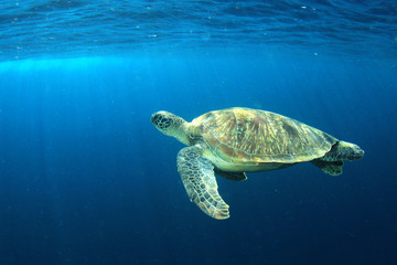 Obraz na płótnie Canvas Green Sea Turtle