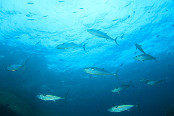 Tuna fish underwater