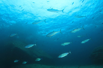 Fototapeta premium Tuna fish underwater