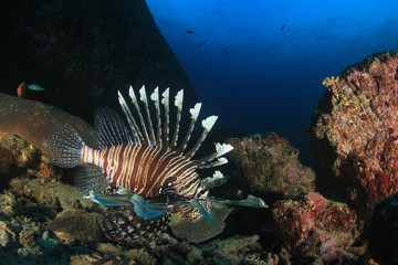 Coral reef and fish underwater
