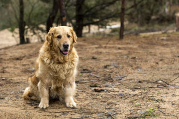 old golden retriever dog outdoor portrait