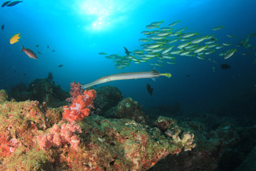 Plakat Coral reef and fish underwater