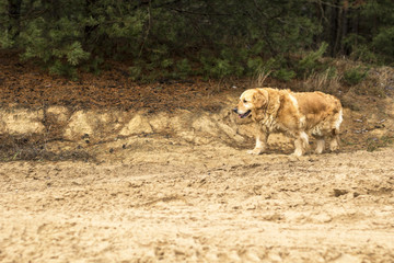 Fototapeta premium old golden retriever dog outdoor portrait