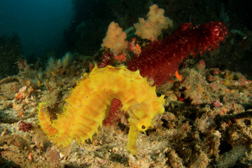 Thorny Seahorse
