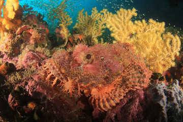 Coral reef and fish underwater