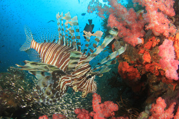 Coral reef and fish underwater