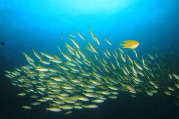 Fototapeta na wymiar Coral reef and fish underwater