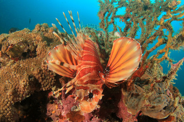 Coral reef and fish underwater